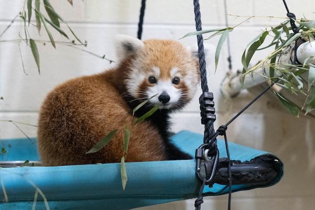 Zoo Knoxville welcomes Khyana, new female 3-legged Red Panda