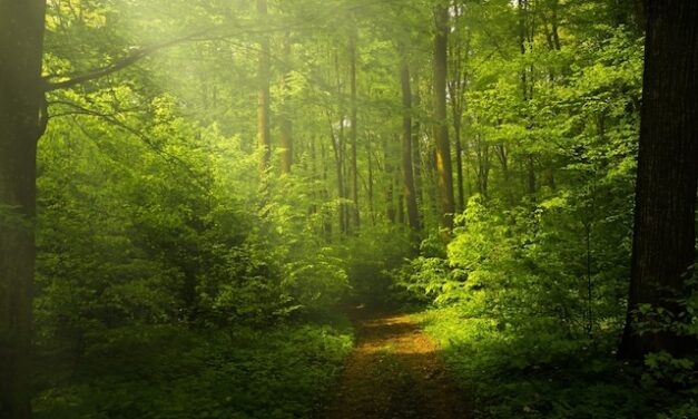 Regional BREATHE report suggests clean air solutions