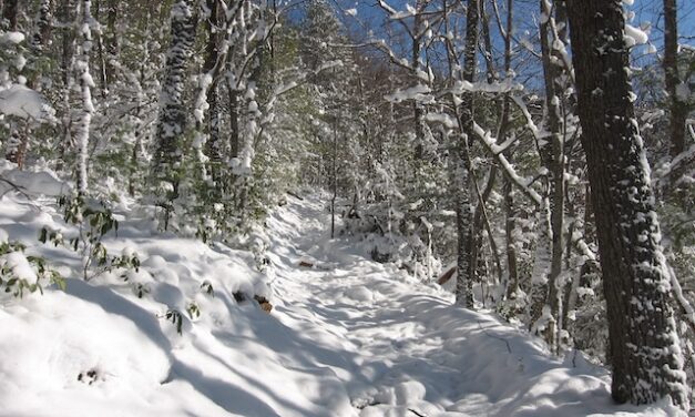 Hiking with Harrington: Smoky Mountains in the snow