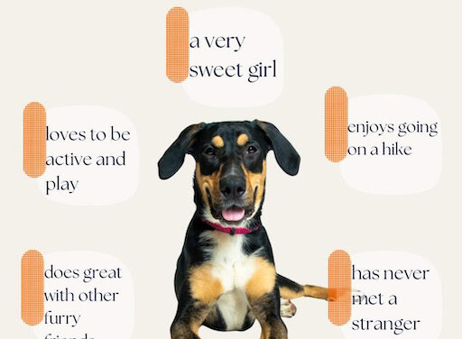 Sponsored Pet of the Month-February