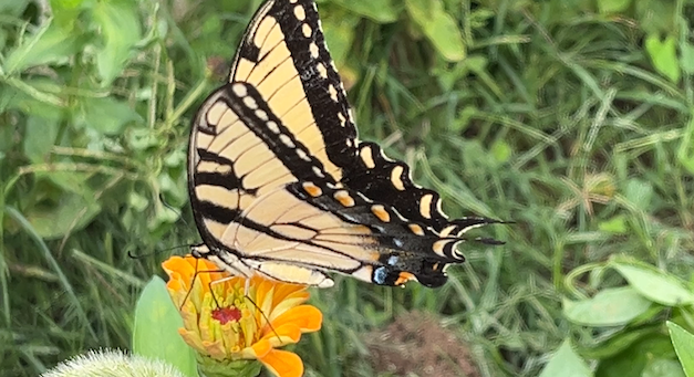 Earth Day local events