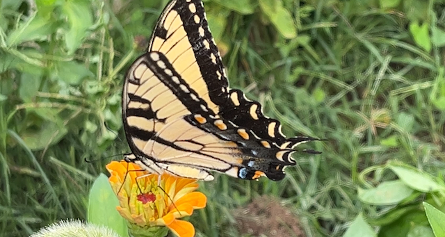 Earth Day local events