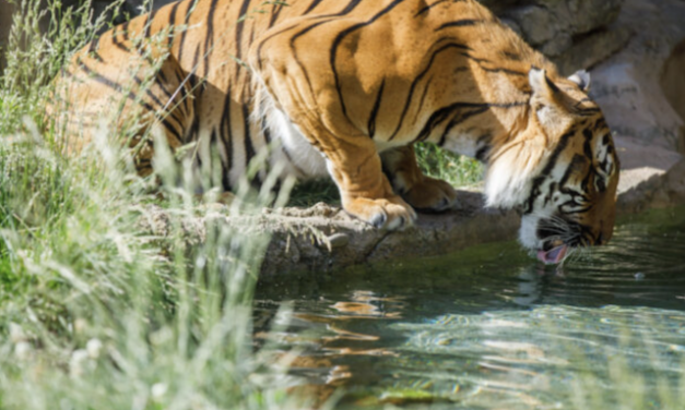 Zoo Knoxville contributes to Malayan Tiger conservation