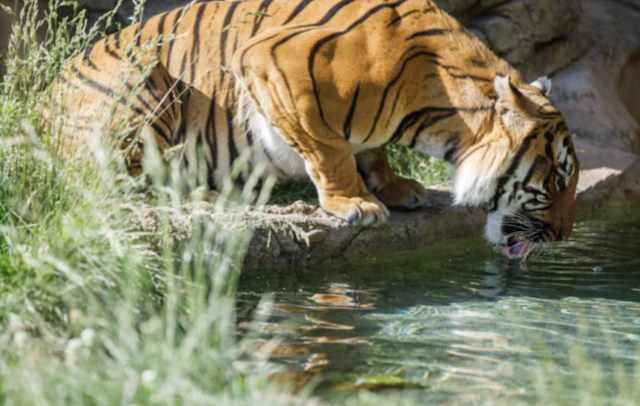 Zoo Knoxville contributes to Malayan Tiger conservation