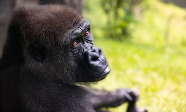 Meet Bella, Zoo Knoxville’s mother to be