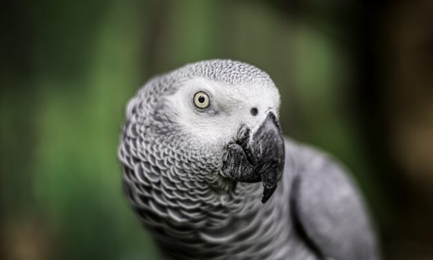 Einstein, Zoo Knoxville’s African grey parrot, passes away at 38