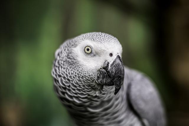 Einstein, Zoo Knoxville’s African grey parrot, passes away at 38