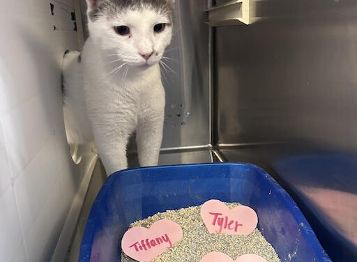 Humane Society has unique Valentine’s celebration