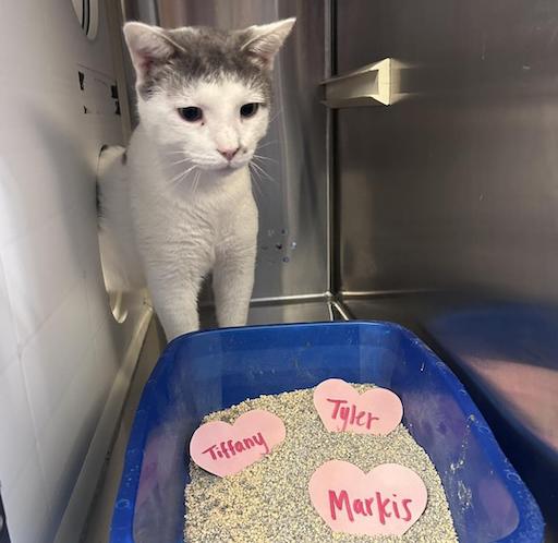 Humane Society has unique Valentine’s celebration