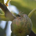 Fig and Fig Wasp: A unique pollination cycle