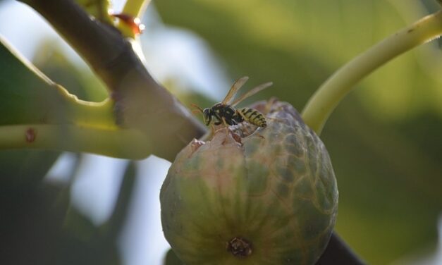 Fig and Fig Wasp: A unique pollination cycle