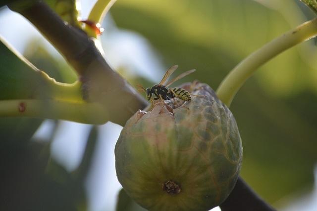 Fig and Fig Wasp: A unique pollination cycle