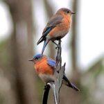 Our Eastern Bluebird: A Conservation Success Story