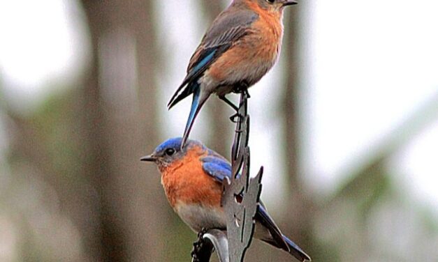 Our Eastern Bluebird: A Conservation Success Story