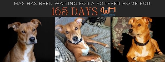 Max has waited 165 Days for a forever home: Could yours be the one?