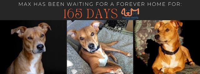 Max has waited 165 Days for a forever home: Could yours be the one?