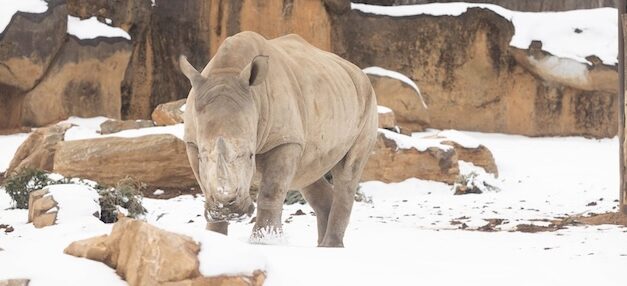 Southern White Rhinos enjoy snow day at Zoo Knoxville