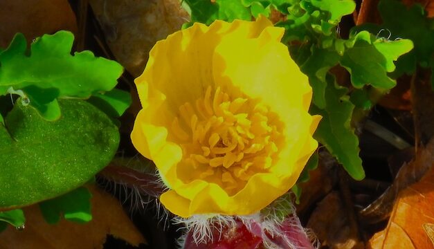 Hiking with Harrington: Three trails in bloom!