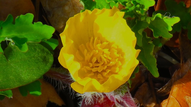 Hiking with Harrington: Three trails in bloom!