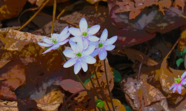Lower Mount Cammerer Trail is blooming