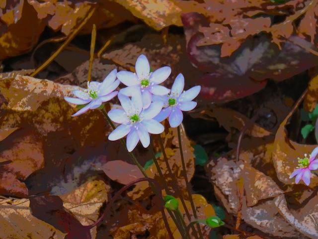 Lower Mount Cammerer Trail is blooming