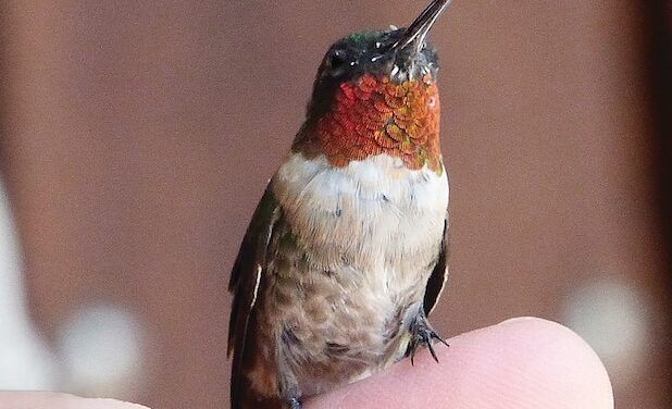 “Be Ready to Welcome Home our Hummingbirds,” a Zoom Presentation by the UT Arboretum Society