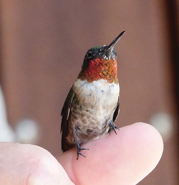 “Be Ready to Welcome Home our Hummingbirds,” a Zoom Presentation by the UT Arboretum Society