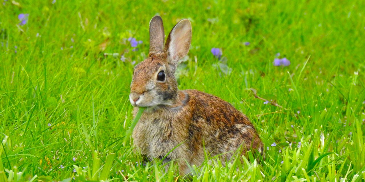Bok bok! Happy Easter from 1926