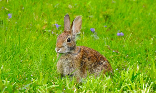 Bok bok! Happy Easter from 1926