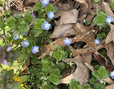 Champions vs. Worry Warriors