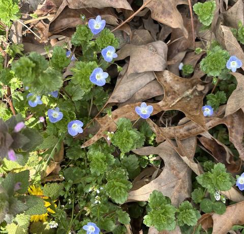 Champions vs. Worry Warriors