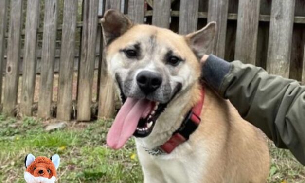 Knox the Fox sponsors Donnie: The hug-loving Akita mix with a free ticket home