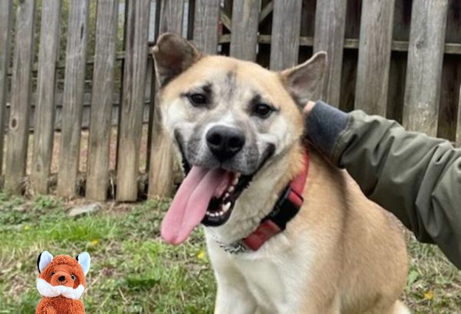 Knox the Fox sponsors Donnie: The hug-loving Akita mix with a free ticket home