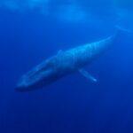 52-hertz whale: The loneliest whale