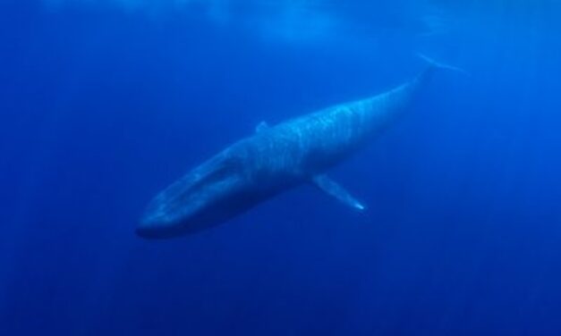 52-hertz whale: The loneliest whale