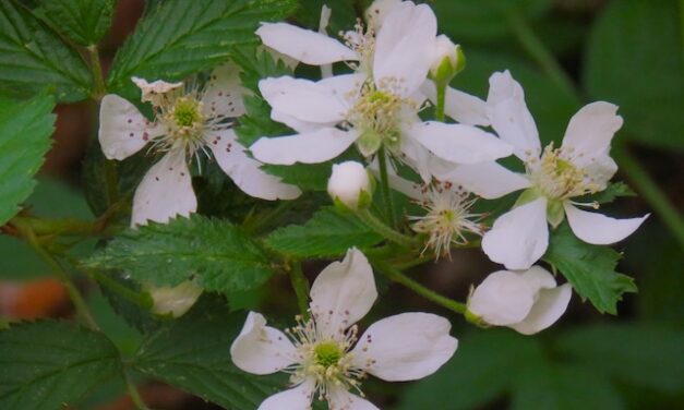 Hiking with Harrington to Chestnut Branch Trail