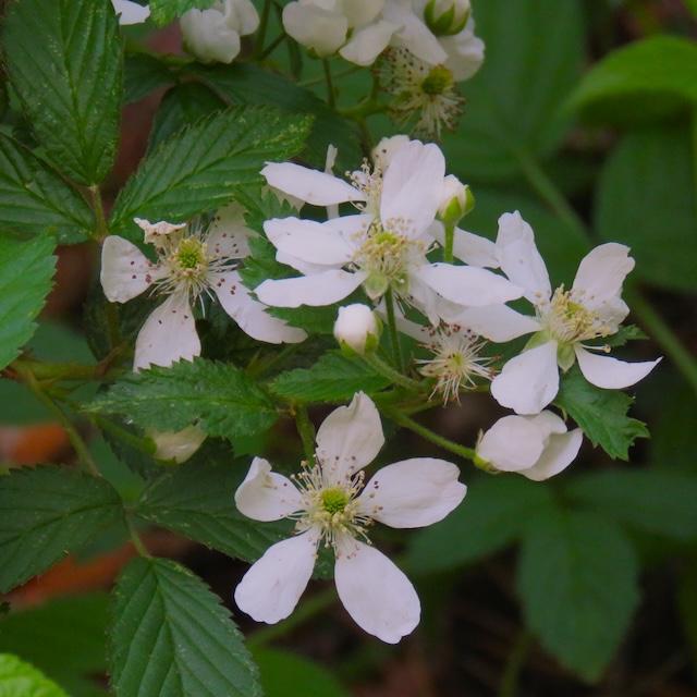 Hiking with Harrington to Chestnut Branch Trail