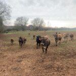 The Cruzes: They had cows