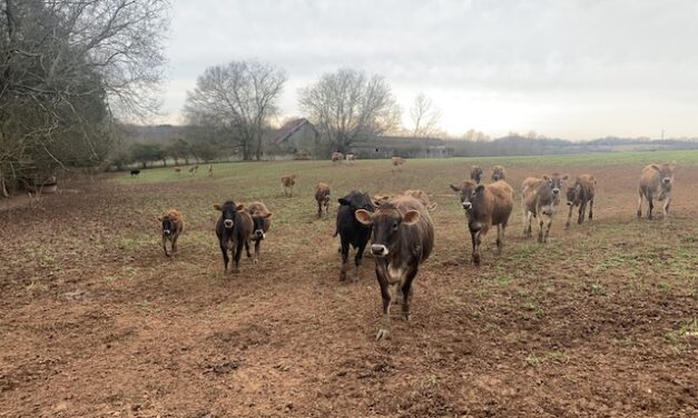 The Cruzes: They had cows