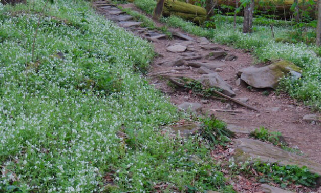 Hiking with Harrington: Porter Creek and Chestnut Top Trails