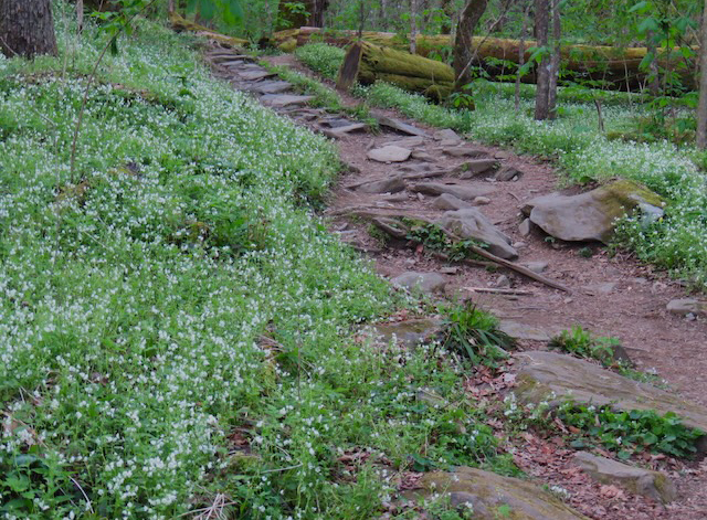 Hiking with Harrington: Porter Creek and Chestnut Top Trails
