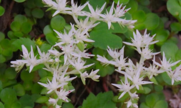 Hiking with Harrington on Baxter Creek Trail