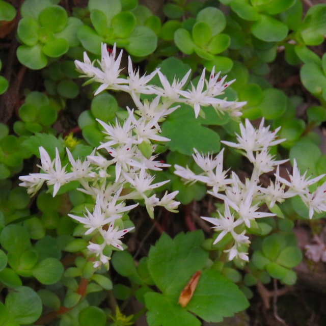 Hiking with Harrington on Baxter Creek Trail