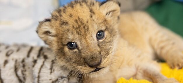 Zoo Knoxville welcomes birth of African lion cub