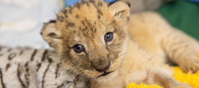 Zoo Knoxville welcomes birth of African lion cub