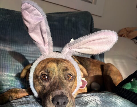 Meet Subie: Your future shadow, snuggle buddy, and forever friend (adoption fee covered)