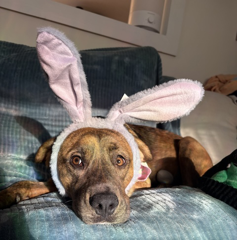 Meet Subie: Your future shadow, snuggle buddy, and forever friend (adoption fee covered)