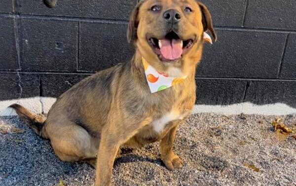 A meant-to-be moment: Subie’s Journey to her forever home