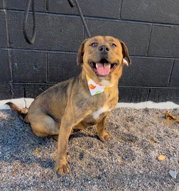 A meant-to-be moment: Subie’s Journey to her forever home