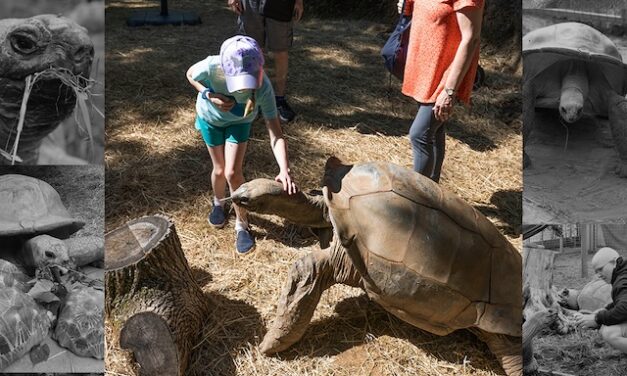 Tex, a Zoo Knoxville favorite, passes away